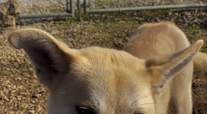 Pet of the Week: Kick off the new year with Winston!