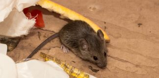 Rodent-free is the way to be