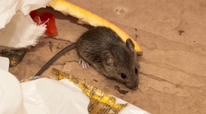 Rodent-free is the way to be