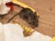 Rodent-free is the way to be