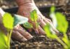 Start planning now for spring gardens
