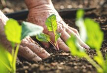 Start planning now for spring gardens