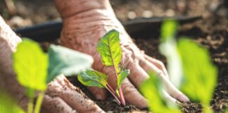 Start planning now for spring gardens