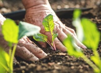 Start planning now for spring gardens