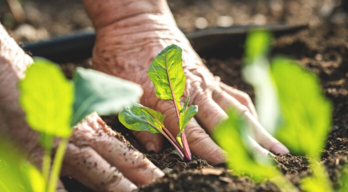 Start planning now for spring gardens