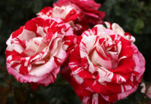 Choose the perfect roses this Valentine’s Day