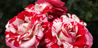 Choose the perfect roses this Valentine’s Day