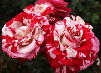Choose the perfect roses this Valentine’s Day