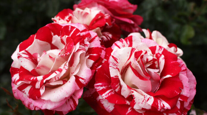 Choose the perfect roses this Valentine’s Day