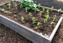 Growing vegetable transplants