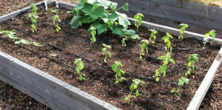 Growing vegetable transplants