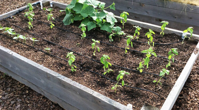 Growing vegetable transplants
