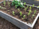 Growing vegetable transplants