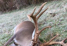 Alabama hunters bagging big bucks this season