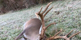 Alabama hunters bagging big bucks this season