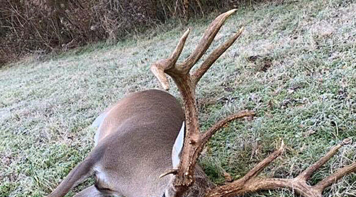 Alabama hunters bagging big bucks this season