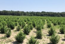 Alabama hemp industry still growing strong