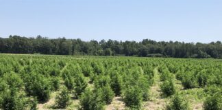 Alabama hemp industry still growing strong