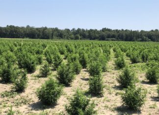 Alabama hemp industry still growing strong