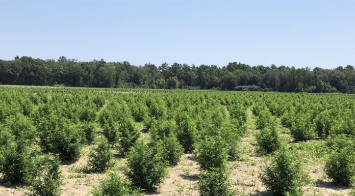 Alabama hemp industry still growing strong