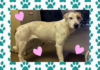 Pet of the Week: Meet sweet Isabell
