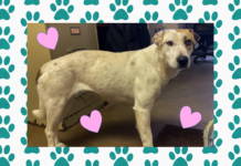 Pet of the Week: Meet sweet Isabell