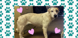 Pet of the Week: Meet sweet Isabell