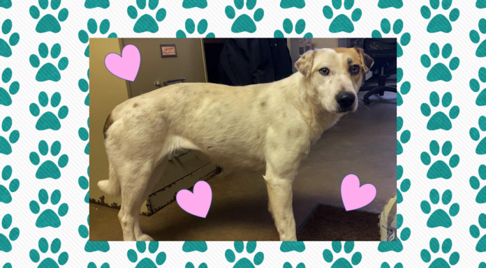 Pet of the Week: Meet sweet Isabell