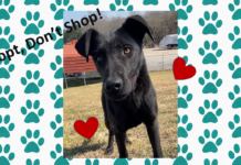 (Bonus) Pet of the Week: Relax with Ranger!