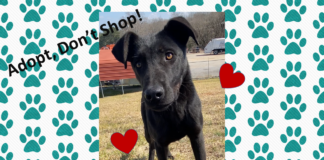 (Bonus) Pet of the Week: Relax with Ranger!