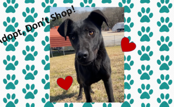 (Bonus) Pet of the Week: Relax with Ranger!