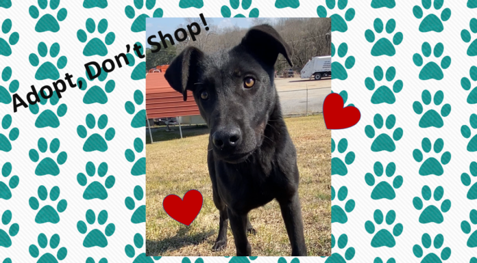 (Bonus) Pet of the Week: Relax with Ranger!