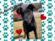 (Bonus) Pet of the Week: Relax with Ranger!