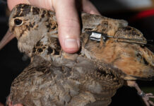 Woodcock monitoring program tracks migration routes