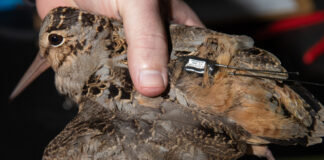 Woodcock monitoring program tracks migration routes