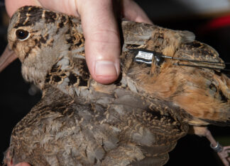 Woodcock monitoring program tracks migration routes