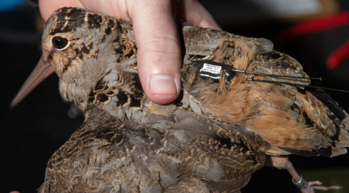 Woodcock monitoring program tracks migration routes