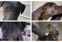 Pet of the Week: Help Clark find his forever home