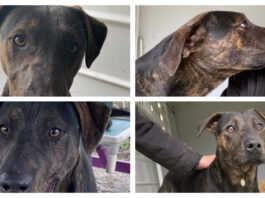 Pet of the Week: Help Clark find his forever home