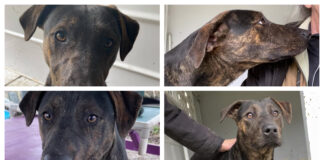 Pet of the Week: Help Clark find his forever home