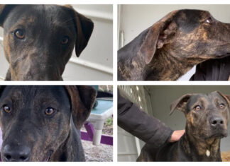 Pet of the Week: Help Clark find his forever home