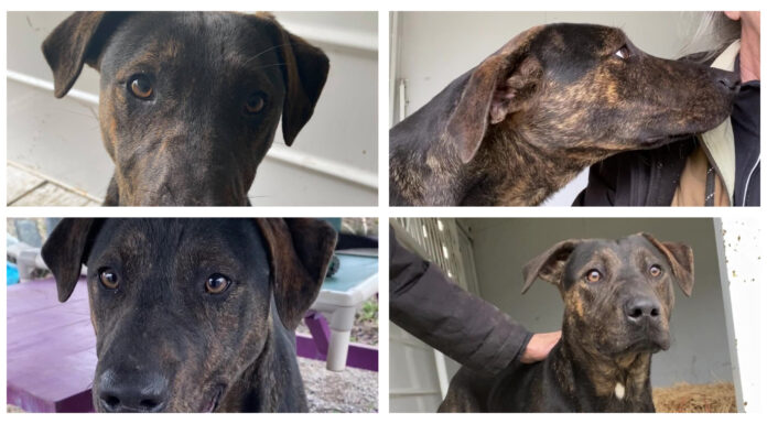 Pet of the Week: Help Clark find his forever home