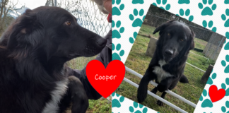 Pet of the Week: Take a walk with Cooper!