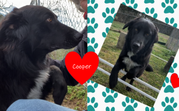 Pet of the Week: Take a walk with Cooper!