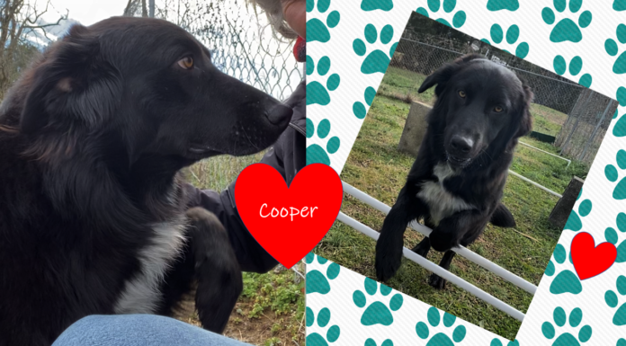 Pet of the Week: Take a walk with Cooper!