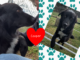 Pet of the Week: Take a walk with Cooper!