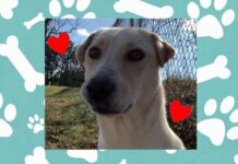 (Bonus) Pet of the Week: Hang out with Opossum!