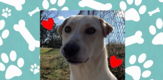 (Bonus) Pet of the Week: Hang out with Opossum!