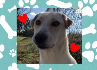 (Bonus) Pet of the Week: Hang out with Opossum!