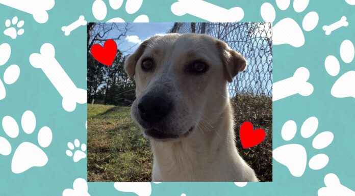 (Bonus) Pet of the Week: Hang out with Opossum!